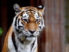 Bengal Tiger