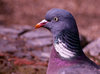 Dove