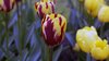 Keukenhof 2012