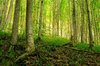Forest in Sunset Light