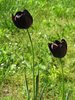 black tulips
