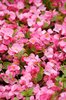 Begonias