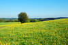 spring walk