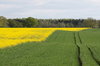 Meadow