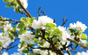 apple blossom