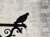 Pigeon drinking water.
