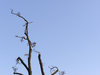 Branches