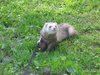 Ferret