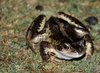 Toad 1