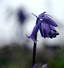 Bluebell after rain