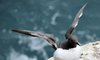 Guillemot 1