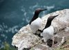 Two guillemots