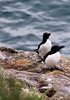 Razorbills 2