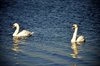 Two Swans