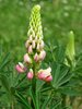 lupinus