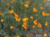 Golden Poppies
