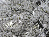 Blooming tree