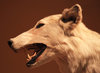 White wolf