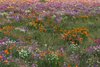 Glory of Spring