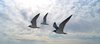 Seagulls on the wing
