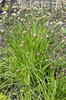 Chives