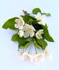 Apple Blossoms