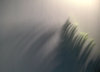 Shadow