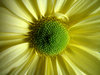 Super Daisy