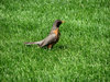 Robin