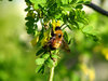 Bumbly Bee