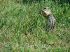 Ground Squirrel  1
