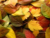 Fall Leaves 2