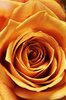 Orange Rose