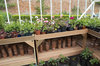 Greenhouse plant pots