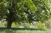Shady tree in spring