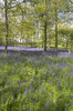 Woodland flowers in spring