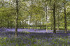 Woodland flowers in spring