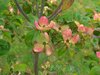 Blushing Dogwood