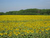 Sunflowers in Saraburi 2