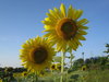 Sunflowers in Thailand 3