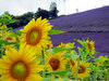 Lavender 2
