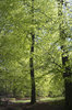 Fresh trees in spring