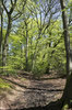 Fresh trees in spring