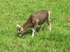 young organic goatling