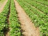 organic strawberry blossoms