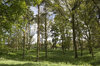 Forest sunlight