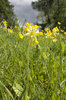 Wild flowers in spring
