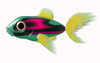 A Little Fish 3