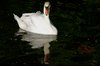 Riding the cygnet