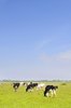 Dutch landscape